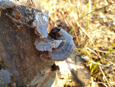 Eski gri mantarlar ormandaki ilkbaharda yosunların arasında eski bir ağacın yüzeyinde gri mantarlar. Çürümüş ağaçlarda yetişen zehirli ağaç mantarı parazitleri. İlkbaharda ormandaki doğal arkaplan ve dokular.
