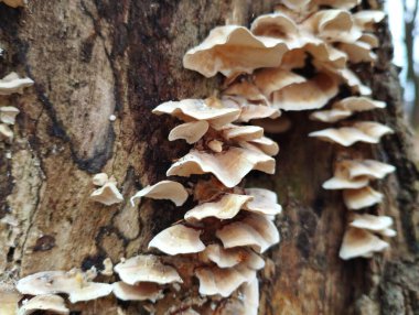 Ormandaki bir ağaç gövdesinde zehirli mantarlar. Doğal güzellikte bir geçmişi var. Ağaçtaki orman mantarları. Bir grup parazit mantar..