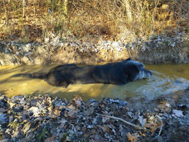 Siyah yaşlı bir köpek ormanda yürürken kirli su birikintisinde yıkanır. Evcil hayvan teması ve temiz havada yürümek