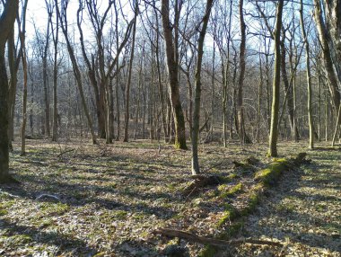 Boynuz ve meşe ağaçlarının yetiştiği küçük tepeli Avrupa ormanı. İlkbaharda ormanda güzel bir orman manzarası. Doğal altyapı ve dokular.