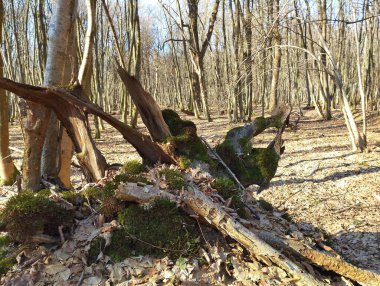 Bahar ormanında kökünden sökülmüş yaşlı bir ağaç. Doğal orman manzarası. Yeşil yosun kaplı ağaç kökleri.