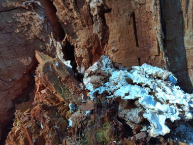 Üzerinde beyaz küf olan eski kahverengi ahşabın arka planı. Orman doğal arka plan.