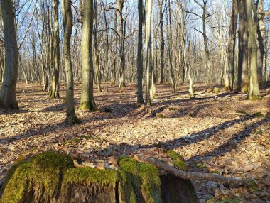 Ormanda yeşil kalın yosunlarla kaplı yaşlı meşe kütüğü. Ormanda düşen kuru yapraklarla birlikte doğal sonbahar manzarası. Yürüyüş sırasında doğal manzaralar.