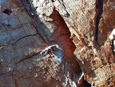 Ormandaki çürük kahverengi odunların arka planı. Çürük odun. Doğal altyapı ve dokular. Doğal orman geçmişi.