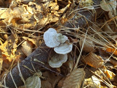 White wood poisonous mushrooms grow on an old, loose branch lying in autumn burnt leaves. Natural backgrounds and textures in the forest. Autumn theme clipart