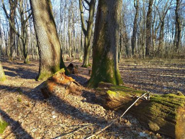 Güzel orman manzarası. Ormandaki büyük meşe ağaçlarının yanında çürümüş bir meşe kütüğü yatıyor. Bahar Ormanı 'ndaki manzara.