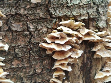Üzerinde parazit mantarlar olan çürük bir kütük. İlkbaharda doğal arka planlar, manzaralar ve ormanlar.