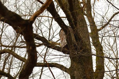 Arıcılık teması. Arıları cezbetmek için uzun bir ağaca bir kütük konur. Arıcılık teması. Vahşi arıları kullanmanın eski bir yolu..