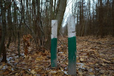 Genç bir bahar ormanında iki yeşil tahta direk. Bu direkler ormanı karelere ayıran dönüm noktaları..