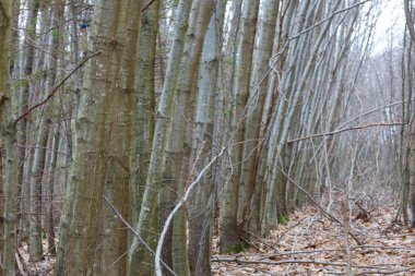 Ağaçları sırayla dikilmiş genç meşe ormanları. Doğal altyapı ve dokular. Ormanda ritmik ağaçlar