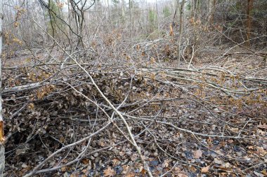Birçok küçük dal ormandaki bir yığın üzerine döküldü. Ormandaki ağaçların kesildiği yer. Ekoloji ve Orman Ağaçlarının Kesilmesi teması.