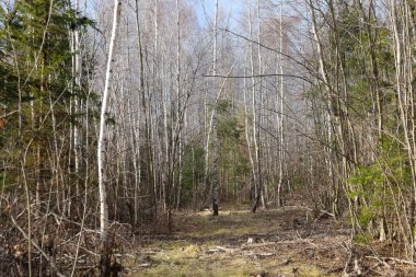 Genç huş ağaçları arasında tek köknar ağaçları olan genç huş ağaçları. Baharın güzel manzarası.