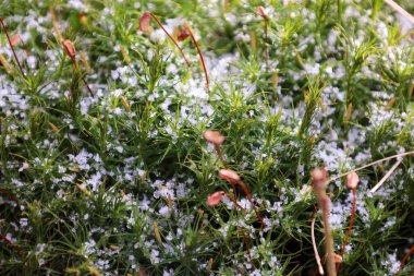 Baharda doğa teması. Genç, yumuşak orman, parlak, zengin yosun. Doğal altyapı ve dokular.
