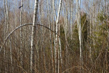 Baharda huş ağaçları çok güzeldir. İnce dalları olan genç bir orman. Avrupa huş ağacı ormanı.