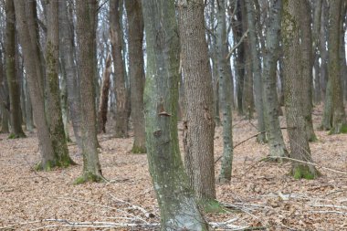 Meşe boynuzu ışını ormanı. Ormandaki ilkbaharda ritmik ağaçların olduğu bir manzara. İlkbaharda güzel doğa.