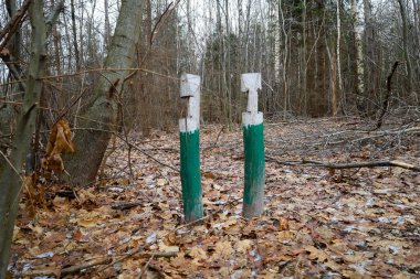 Sonbahar ormanında iki çizgili tabela. Baharda meşe ormanının doğal manzarası ve yönü ve kare numarasını gösteren iki tahta direk. Ormanda oryantasyon için bir dönüm noktası.