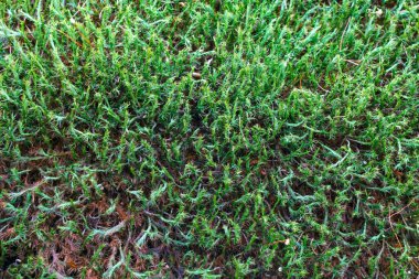 İlkbaharda ormandaki yeşil orman yosunlarının arka planı. Orman yosunlarının makro fotoğrafları.