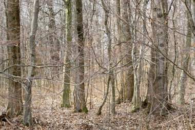 İnce ve kalın ağaçları olan yoğun bir orman. Ormanda çıplak ağaçlarla doğal bahar manzarası.