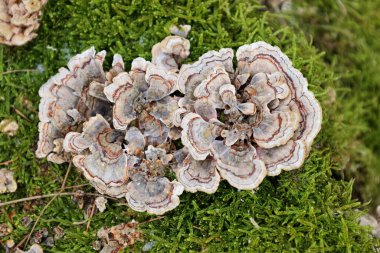 Fotoğrafta, özellikle Türkiye kuyruğu (Trametes versicolor) olmak üzere yosunlu bir yüzey üzerinde büyüyen mantarlar yer alıyor. Dalgalı, bantlı kepleri beyaz, gri ve kahverengi tonlarını göstererek benzersiz bir doğal desen yaratıyor..