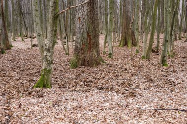 Ortasında yapraklarla kaplı çıplak bir ağaç olan bir sonbahar ormanı. Ağaçların kabuğu kırmızımsı renklere sahiptir, toprak kuru yapraklarla doludur..