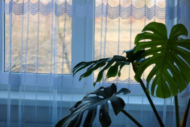 Pencere kenarında, beyaz bir tül perdenin arkasında, hassas bir desenle, büyük bir saksı bitkisi var, Canavar. Geniş, oyulmuş yaprakları, arkasında bulanık ağaç veya bina hatları olan pencerenin arka planında göze çarpar..