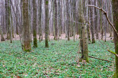 Uzunluğu uzun ağaçlarla kaplı düz bir orman. Zemin kalın bir yeşil menekşe tabakası ile kaplıdır. Dikey ağaç gövdesi ve ayaklarının altındaki yeşil halı arasında bir kontrastlık yaratır.