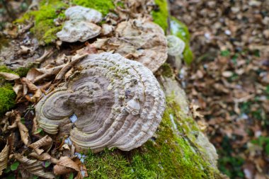 Yosun kaplı eski bir ağaçta, büyük mantarlar yetişir. Yüzeyinde eşmerkezli daireler olan, çeşitli boyutlarda ve şekillerde çok sayıda var.. 