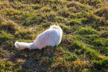 Beyaz tüylü bir kedi, sırtını izleyiciye dönük olarak çimlerin üzerinde oturur. Uzun kürkü ve yerde yatan tüylü bir kuyruğu var. Kedinin etrafındaki çimenler yeşil ve sarıdır. Bu da mevsim değişikliğini ya da kuru havayı gösterir.. 