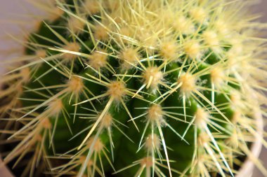 Görüntü, tencerede büyüyen bir kaktüsün yakın çekimini gösteriyor. Kaktüsün küresel bir şekli vardır ve yoğun olarak ince sarı dikenlerle kaplıdır. Dikenler farklı yönlere doğru uzanıyor, dikenlilik ve korunma izlenimi yaratıyor..