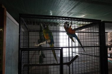 Two macaw parrots sit in a metal cage. One of them has a green and yellow coloring, and the other has a blue, yellow, and orange coloring. They sit on branches inside the cage. The cage is in a room with dark walls and ceiling. clipart