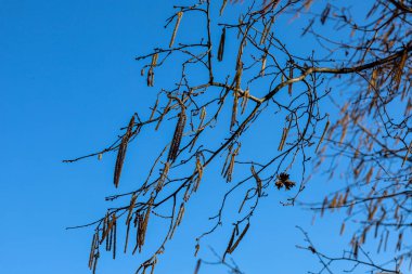 Parlak mavi gökyüzüne karşı uzun kedi derileri olan Hazel dalları. Catkins 'in kahverengi bir tonu var ve dalları ince ve dallı. Işık yandan düşer, Catkins 'in detaylarını vurgular..