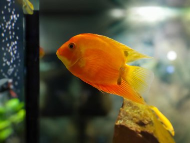 Fotoğraf, Kan Papağanı Cichlid olarak bilinen parlak turuncu bir balığın akvaryumda yüzüşünü gösteriyor. Gövdesi yuvarlak, kuyruğu ve yüzgeçleri uzun..