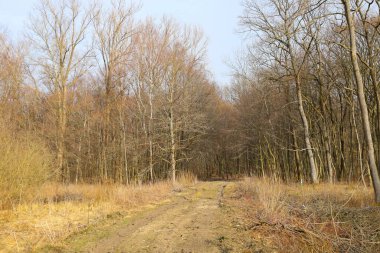 Çıplak ağaçlarla çevrili bir ormana giden bir yol var. İnce dalları gökyüzüne doğru uzanıyor. Zemin kuru ot ve dallarla kaplıdır..