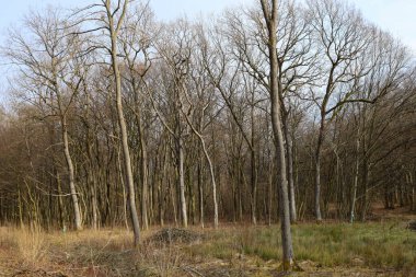 Bir sıra çıplak ağaç ormanın derinliklerine doğru uzanıyor. İnce dalları gökyüzüne yükseliyor. Zemin kuru ot ve dallarla kaplıdır..