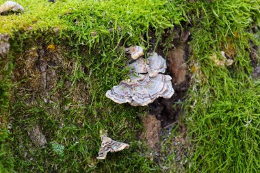 Mantarlar yosun kaplı bir ağaçta yetişir. Gri ve kahverenginin farklı tonlarına sahip katmanlı bir dokuları var. Yosun parlak yeşildir, bir kontrastlık yaratır..