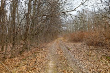 Fotoğraf ormanın derinliklerine giden bir orman yolunu gösteriyor. Yol düşen yapraklarla kaplıdır ve her iki tarafında da çıplak dallarla ağaçlar yetişir. Gökyüzü bulutlu, kasvetli