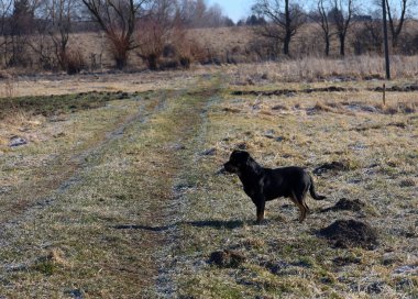 Karlı bir tarlada siyah bir köpek duruyor. Arkasında, çimenli tepeler ve ağaçlar görünür..