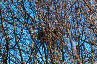 Yoğun bir ağaç dalları karışıklığı, mavi gökyüzünün arka planında, merkezinde bir yuva gizler..