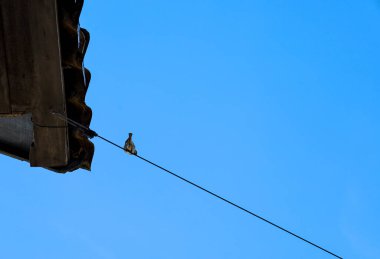 Fotoğraf parlak mavi bir gökyüzüne karşı bir telin üzerinde oturan bir kuşu gösteriyor. Kuş küçüktür ve gri-kahverengi bir renge sahiptir. Çerçevede çapraz çalışan bir kablo üzerinde duruyor..