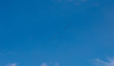 Bir kuş sürüsü, açık bulutlu mavi gökyüzü arkaplanına karşı kama biçiminde uçar. Kuşlar küçük ve karanlıktır, gökyüzünün uçsuz bucaksız genişliğinde sadece küçük siluetler olarak görülür..