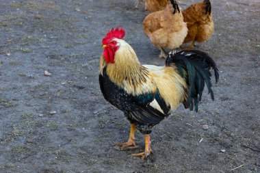 Parlak kırmızı bir tarak ve siyah altın tüylü bir horoz tasvir edilir. Arka planda tavuklar görünür. Toprak küçük taşlarla gridir..