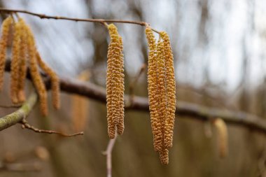 Fotoğraf bir ağaç dalında yetişen fındık ağaçlarının yakın planlarını gösteriyor. Kedi derileri uzamış ve sarı-kahverengi renktedir. Arka planda, dalların ve yaprakların bulanık bir arkaplanı görülebilir.