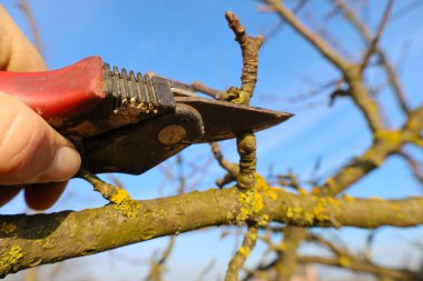Fotoğraf, bahçe makası kullanarak bir ağaç dalını budama sürecinin yakın çekimini gösteriyor. Bir insan eli, dalı kesmeye hazır olan makası tutar..