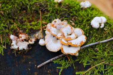 Bu yakın plan fotoğraf yosun kaplı bir kütükte büyüyen bir grup mantarı yakalıyor. Mantarların beyaz kaplamalı açık kahverengi kaplamaları onlara benzersiz bir görünüm verir..