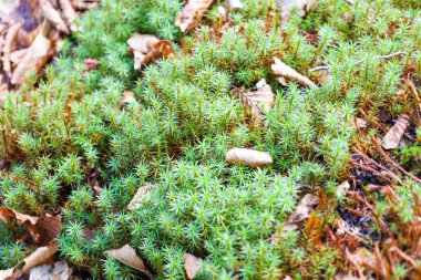 Bu yakın çekim bir orman zemininde büyüyen yosunları yakalar. Yosun parlak yeşil bir renge ve yoğun bir dokuya sahiptir. Kuru kahverengi yapraklar yosunların arasına dağılır ve doğal bir kontrastlık yaratır..