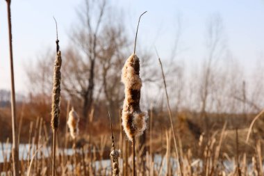 Bu fotoğraf bataklıkta büyüyen bir kuyruk örgüsünün yakın çekimini çeker. Cırcır böceklerinin, bulanık ağaçların ve açık gökyüzünün arka planında göze çarpan kendine özgü kahverengi cilt yüzeyi vardır..