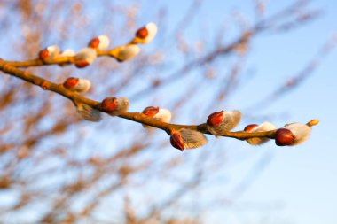 Bu yakın plan fotoğraf mavi gökyüzüne karşı açık tomurcukları olan bir söğüt dalını yakalıyor. Söğüt tomurcukları yumuşaktır ve gümüş-gri bir renge sahiptir. Kahverengi dal ve parlak gökyüzü ile çelişir..