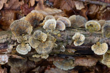 Mantarların kahverengi, gri ve beyaz tonlarında eşmerkezli bölgeleri olan kendine özgü fan şekilli başlıkları vardır. Mantarların dokusu kadife ya da süet gibi görünür..