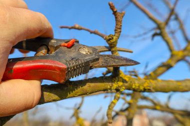 Bu fotoğraf, bir ağacın dalını budama makası ile budamış bir elin yakın çekimini çeker. Ağaç dalının kaba bir dokusu vardır ve sarı beneklerle kaplıdır. El, siyah ve kırmızı saplı budama makasını tutuyor..