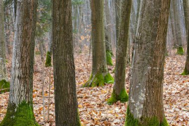 Fotoğraf ağaçlı bir ormanı gösteriyor. Ağaç gövdeleri yosun ile kaplıdır, yapraklar yerde yatar. Ağaçlar dikey büyürler, perspektif yaratırlar. Kabuk dokusu farklı, yosun yeşil, yapraklar kahverengi..